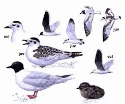 Attēlu rezultāti vaicājumam “Larus minutus adult”