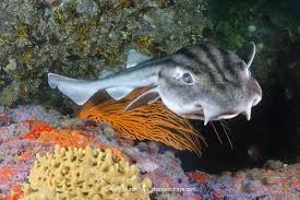 Image result for Poroderma africanum