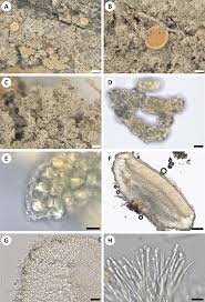 Attēlu rezultāti vaicājumam “Coenogonium pineti”