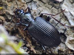 Attēlu rezultāti vaicājumam “Limodromus assimilis”