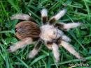 Aphonopelma clarki photo | tarantula care