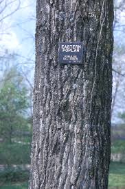 Attēlu rezultāti vaicājumam “Populus x jackii flower”