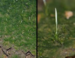 Attēlu rezultāti vaicājumam “Pogonatum dentatum macro”