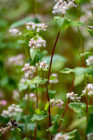 Attēlu rezultāti vaicājumam “Fagopyrum esculentum leaf”