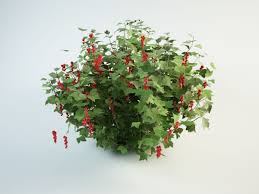 Attēlu rezultāti vaicājumam “Ribes rubrum flower”