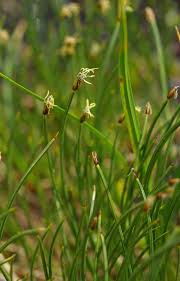 Attēlu rezultāti vaicājumam “Trichophorum cespitosum”