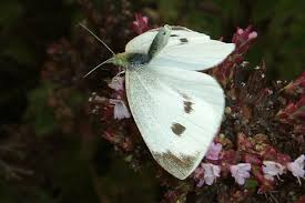 Attēlu rezultāti vaicājumam “Pieris rapae female”