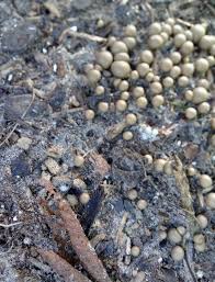 Attēlu rezultāti vaicājumam “Lycogala cf. oleocrystalliferum spores”