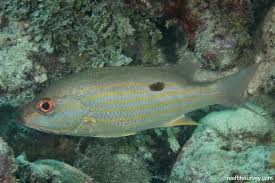 Image result for Lutjanus synagris