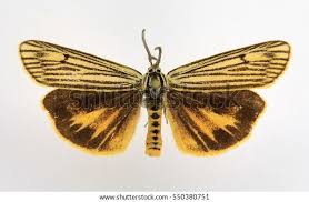 Attēlu rezultāti vaicājumam “Spiris striata”