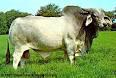 http://www.ionet.net/~brahman/brahman1.jpg