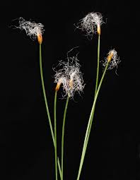 Attēlu rezultāti vaicājumam “Trichophorum alpinum flower”