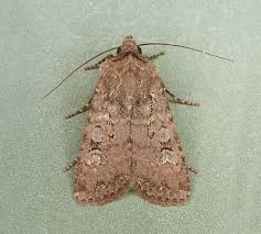 Attēlu rezultāti vaicājumam “Euxoa nigricans”