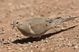 Image result for Zenaida macroura