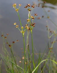 Attēlu rezultāti vaicājumam “Juncus articulatus”