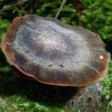Attēlu rezultāti vaicājumam “Polyporus brumalis”