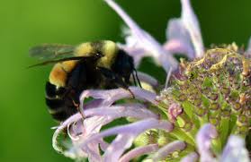 Attēlu rezultāti vaicājumam “Hymenoptera”