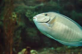 Image result for Acanthurus chirurgus