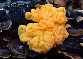 Attēlu rezultāti vaicājumam “Dacrymyces chrysospermus”