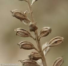 Attēlu rezultāti vaicājumam “Neottia nidus-avis fruit”