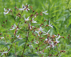 Attēlu rezultāti vaicājumam “Gillenia trifoliata flower”