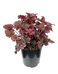 Image result for Heuchera `Midnight Rose`