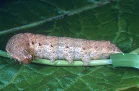 Attēlu rezultāti vaicājumam “Noctua fimbriata larva”