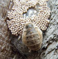 Attēlu rezultāti vaicājumam “Orgyia antiqua imago”