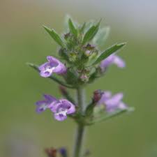 Attēlu rezultāti vaicājumam “Acinos arvensis”