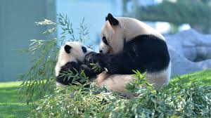 Résultat de recherche d'images pour "pandas"
