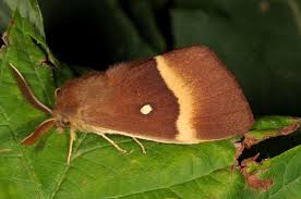 Attēlu rezultāti vaicājumam “Lasiocampa quercus imago”