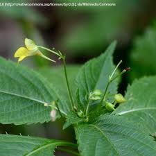 Attēlu rezultāti vaicājumam “Impatiens parviflora fruit”
