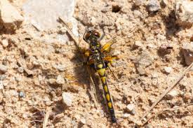 Attēlu rezultāti vaicājumam “Leucorrhinia rubicunda”