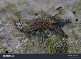 Attēlu rezultāti vaicājumam “Ontholestes murinus”