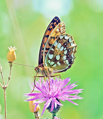 Attēlu rezultāti vaicājumam “Argynnis adippe underside”