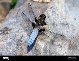 Attēlu rezultāti vaicājumam “Libellula fulva male”