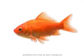 Attēlu rezultāti vaicājumam “Carassius auratus”