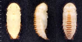 Attēlu rezultāti vaicājumam “Dermestes murinus”