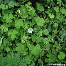 Attēlu rezultāti vaicājumam “Oxalis acetosella”