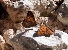 Attēlu rezultāti vaicājumam “Lasiommata megera underside”
