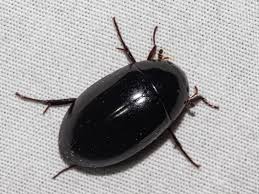 Attēlu rezultāti vaicājumam “Hydrochara caraboides”