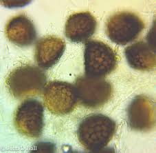 Attēlu rezultāti vaicājumam “Riccia cavernosa”