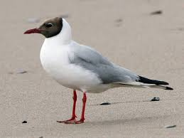 Attēlu rezultāti vaicājumam “Larus ridibundus”