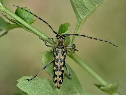 Attēlu rezultāti vaicājumam “Saperda scalaris”