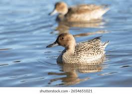 Image result for Anas acuta