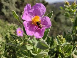 Attēlu rezultāti vaicājumam “Cistaceae”