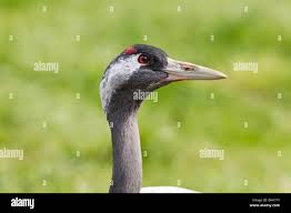 Attēlu rezultāti vaicājumam “Grus grus adult”