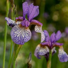 Attēlu rezultāti vaicājumam “Iris sibirica flower”