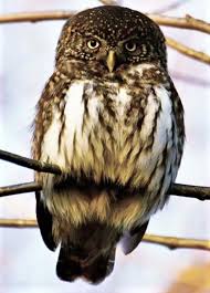 Attēlu rezultāti vaicājumam “Glaucidium passerinum”