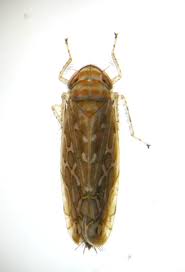 Attēlu rezultāti vaicājumam “Paramesus obtusifrons”